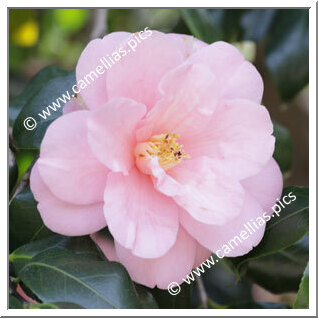 Camellia Japonica 'Jindai-miyakodori'