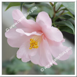 Camellia Japonica 'Jindai-miyakodori'