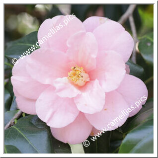 Camellia Japonica 'Jindai-miyakodori'