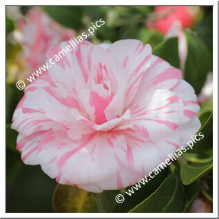 Camellia Japonica 'Jindai-momo-nishiki'