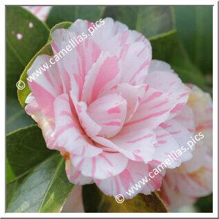 Camellia Japonica 'Jindai-momo-nishiki'