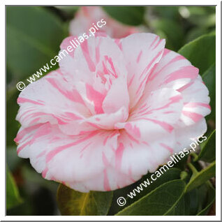 Camellia Japonica 'Jindai-momo-nishiki'