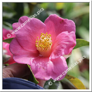 Camellia Species C. jinshajiangica