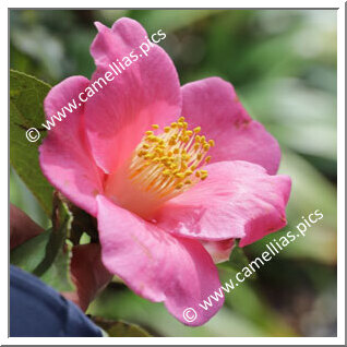 Camellia Species C. jinshajiangica