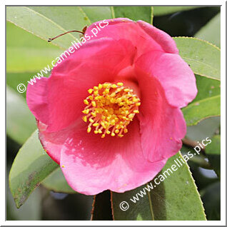 Camellia Species C. jinshajiangica