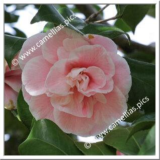 Camellia Japonica 'Jitsugetsu'