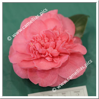 Camellia Hybride C.x williamsii 'Joanne Gaeta'