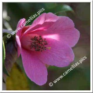 Camellia Hybride C.x williamsii 'John Pickthorn'