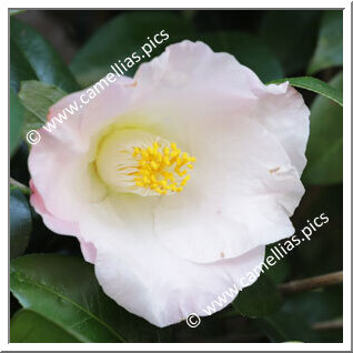 Camellia Japonica 'Jôren-no-haru'