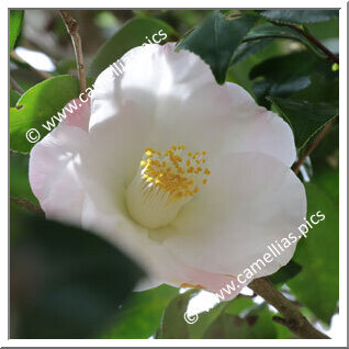Camellia Japonica 'Jôren-no-haru'