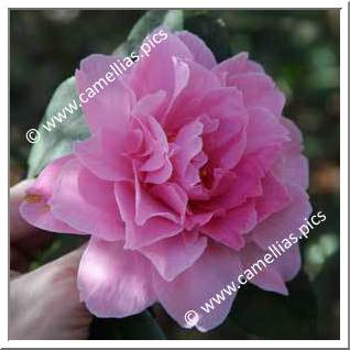 Camellia Hybrid C.x williamsii 'Jubilation'