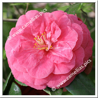 Camellia Japonica 'Julia Drayton'