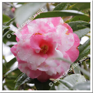 Camellia Hybride 'Julie Variegated'