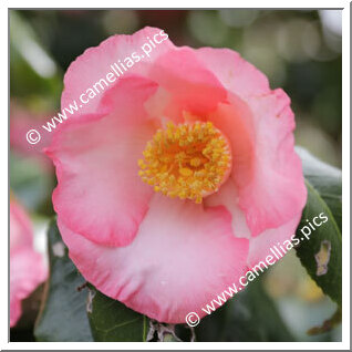 Camellia Japonica 'Juraku'