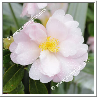 Camellia Hybride 'Jury's Moon Moth'