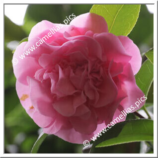 Camellia Hybride C.x williamsii 'Jury's Sunglow'