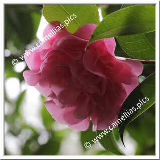 Camellia Hybride C.x williamsii 'Jury's Sunglow'
