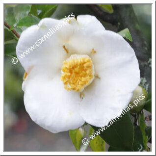 Camellia Japonica 'Kamogawa'