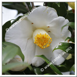 Camellia Japonica 'Kamogawa'