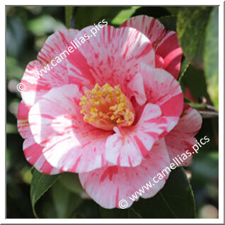 Camellia C. rusticana 'Kanka-shibori'