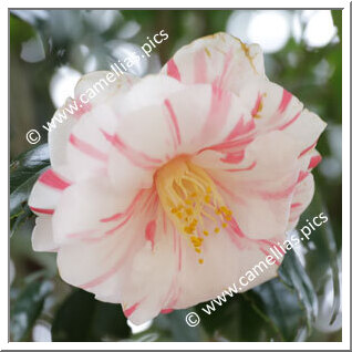 Camellia Japonica 'Kariginu'