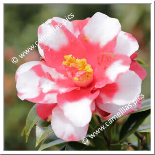 Camellia Japonica 'Karyôbin'
