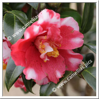 Camellia Japonica 'Karyôbin'