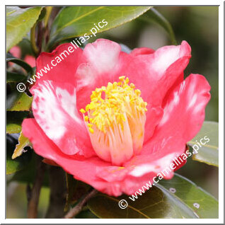 Camellia Japonica 'Karyôbin'