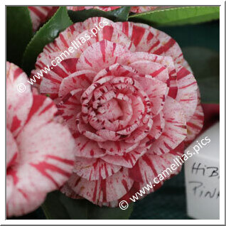 Camellia Japonica 'Kay Berridge'