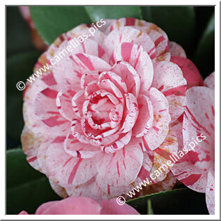 Camellia Japonica 'Kay Berridge'