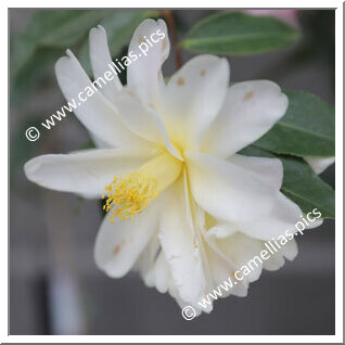 Camellia Hybride 'Ki-renge'