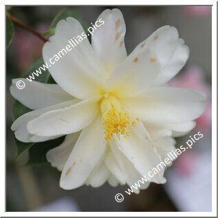 Camellia Hybride 'Ki-renge'