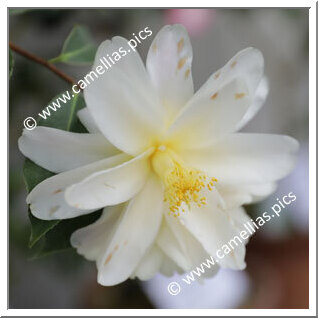 Camellia Hybride 'Ki-renge'