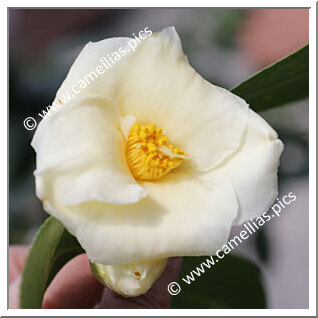 Camellia Hybride 'Kichô'
