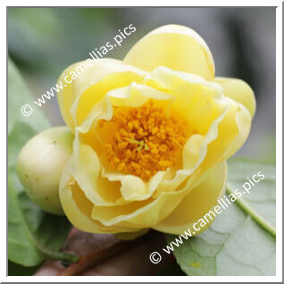 Camellia Hybride 'Kikumi'