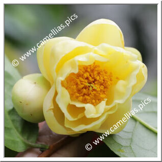 Camellia Hybride 'Kikumi'
