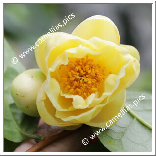 Camellia Hybride 'Kikumi'