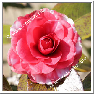 Camellia Japonica 'Kikutôji'