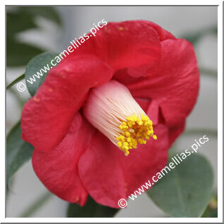 Camellia Japonica 'Kishû-unryû'