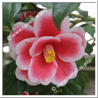 Camellia Japonica 'Kizuki-hinomaru'