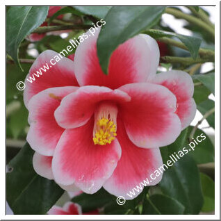 Camellia Japonica 'Kizuki-hinomaru'