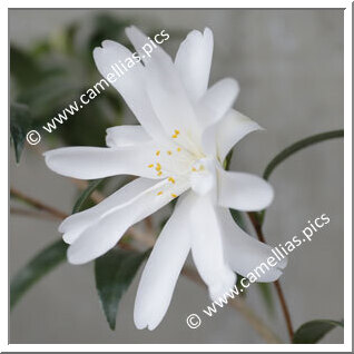 Camellia Japonica 'Ko-hakuryû'