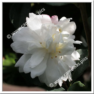 Camellia Sasanqua 'Kôgyoku'