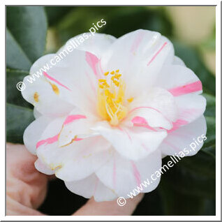 Camellia C. rusticana 'Komomiji'