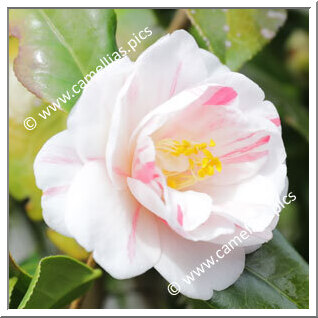 Camellia C. rusticana 'Komomiji'