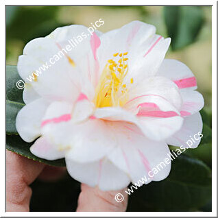 Camellia C. rusticana 'Komomiji'