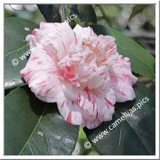 Camellia C. rusticana 'Kyôkarako'
