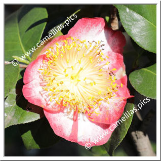 Camellia Camellia Japonica de Higo 'Kyokkô-kan'