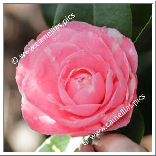 Camellia Japonica 'Lady Hope'