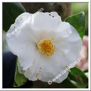 'Lady Vansittart White' 'Lady Vansittart White'